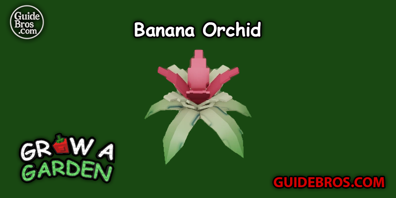 Banana Orchid Seed Guide - Grow a Garden