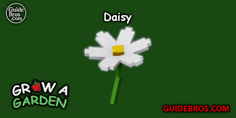 Daisy Seed Guide - Grow a Garden