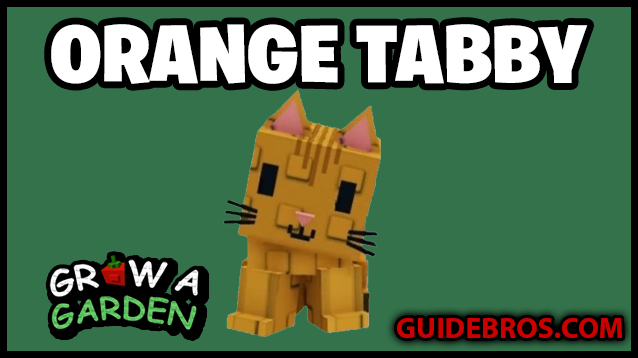 Orange Tabby Pet & Update